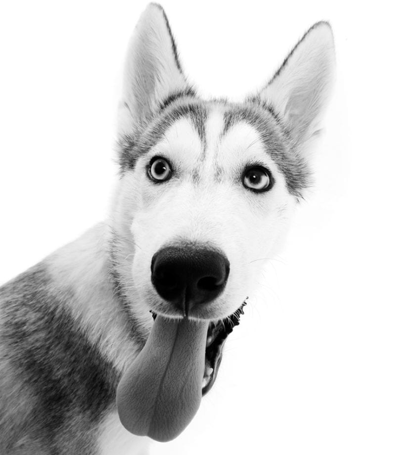 Bebeğin Gelişi İçin Evcil Hayvanınızı Hazırlama ve İyi Bir Birliktelik Sağlama