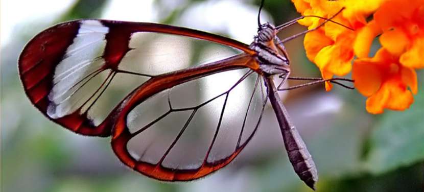 Epidermolizis bullosa veya kelebek hastalığı: nedenleri, türleri, belirtileri ve bakımı